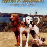 Дорога Домой 2: Затерянные В Сан-Франциско Постер